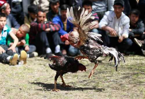 2016養斗雞賺錢嗎?