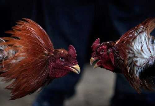 2016斗雞養殖前景及市場價格行情分析