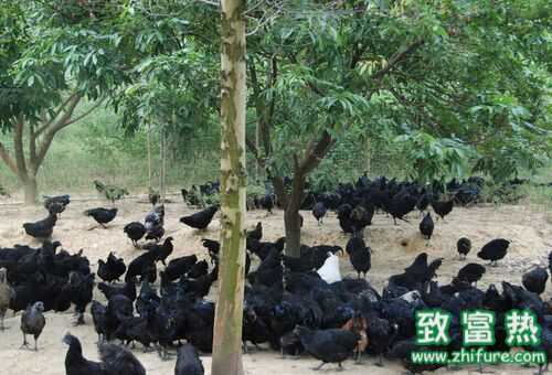 2016養烏雞賺錢嗎？2016烏雞養殖前景及市場價格行情分析
