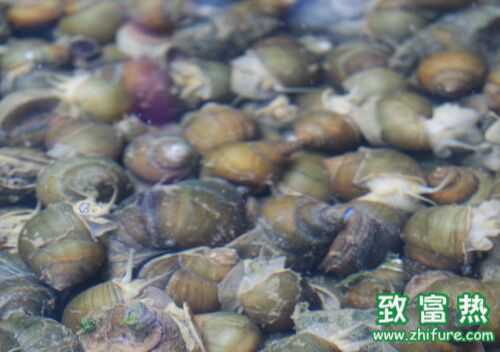 2016養田螺賺錢嗎？2016田螺養殖前景及市場價格行情分析