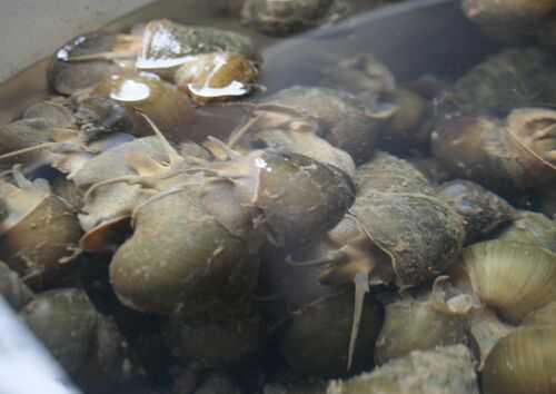 2016養田螺賺錢嗎？