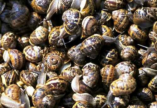 2016田螺養殖前景及市場價格行情分析