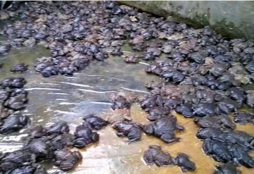 2016石蛙養殖前景及市場價格行情分析