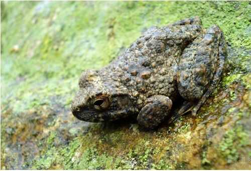 2016養石蛙賺錢嗎?