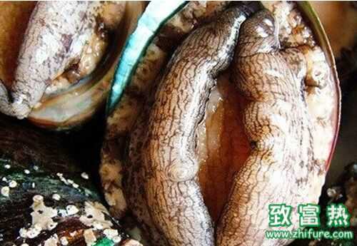 2016養鮑魚賺錢嗎？2016鮑魚養殖前景及市場價格行情分析