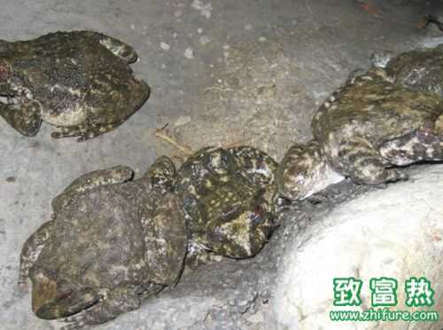 2016養石蛙賺錢嗎？2016石蛙養殖前景及市場價格行情分析