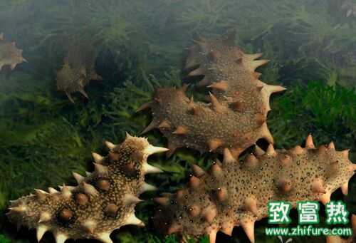 2016養海參賺錢嗎？2016海參養殖前景及市場價格行情分析