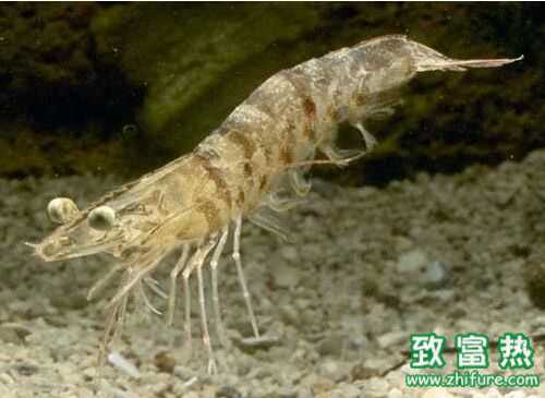 2016養對蝦賺錢嗎？2016對蝦養殖前景及市場價格行情分析