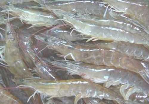 2016養對蝦賺錢嗎？