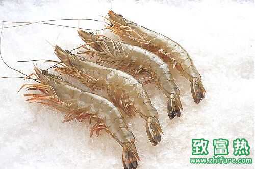 2016養(yǎng)南美白對蝦賺錢嗎?2016南美白對蝦養(yǎng)殖前景及市場價(jià)格行情分析