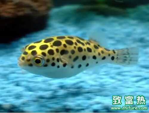 2016養(yǎng)河豚賺錢嗎?2016河豚養(yǎng)殖前景及市場價格行情分析