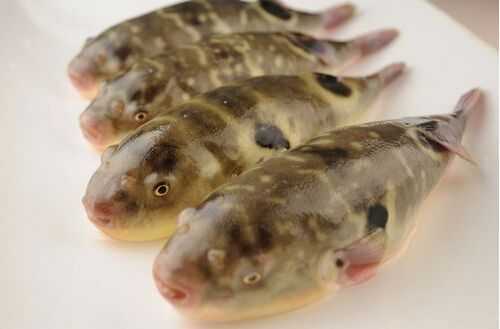 2016養(yǎng)河豚賺錢嗎?