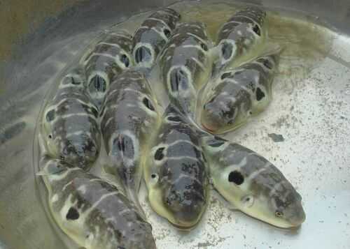 2016河豚養(yǎng)殖前景及市場價格行情分析