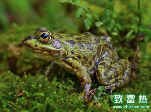 2016養青蛙賺錢嗎？2016青蛙養殖前景及市場價格行情分析