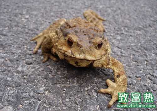 2016養蟾蜍賺錢嗎？2016蟾蜍養殖前景及市場價格行情分析