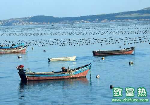 2016養扇貝賺錢嗎？2016扇貝養殖前景及市場價格行情分析