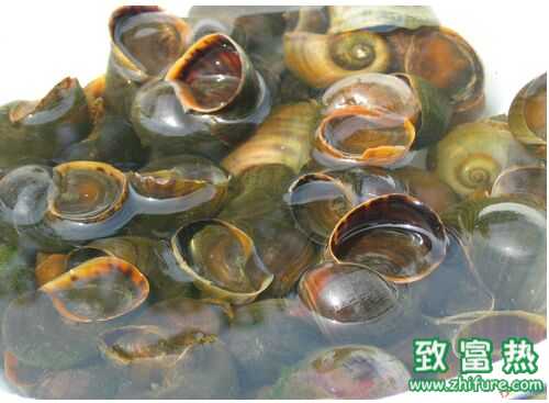 2016養(yǎng)福壽螺賺錢(qián)嗎？2016福壽螺養(yǎng)殖前景及市場(chǎng)價(jià)格行情分析