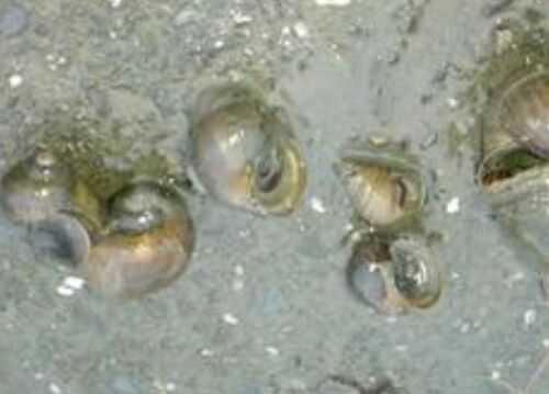 2016養福壽螺賺錢嗎？