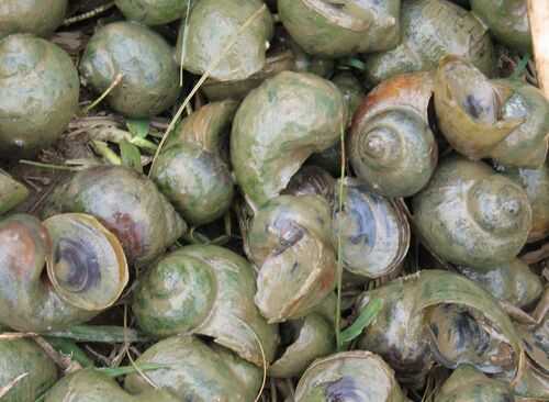 2016福壽螺養殖前景及市場價格行情分析