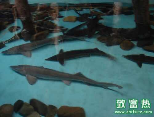 2016養鱘魚賺錢嗎？2016鱘魚養殖前景及市場價格行情分析