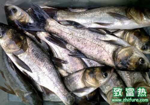 2016養白鰱賺錢嗎？2016白鰱養殖前景及市場價格行情分析