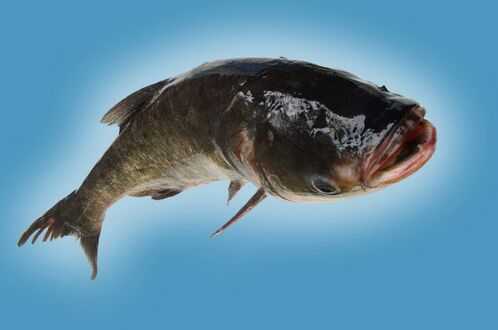 2016養白鰱賺錢嗎？