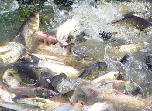 2016白鰱養殖前景及市場價格行情分析