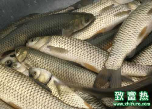 2016養草魚賺錢嗎？2016草魚養殖前景及市場價格行情分析