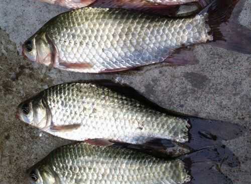 2016養(yǎng)鯽魚(yú)賺錢(qián)嗎?