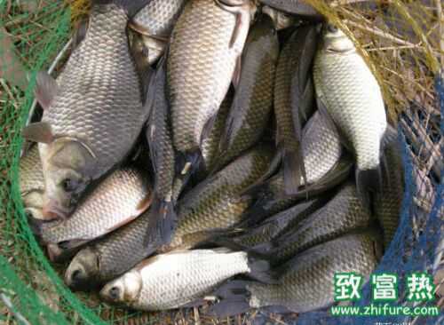 2016養(yǎng)鯽魚賺錢嗎？2016鯽魚養(yǎng)殖前景及市場價格行情分析