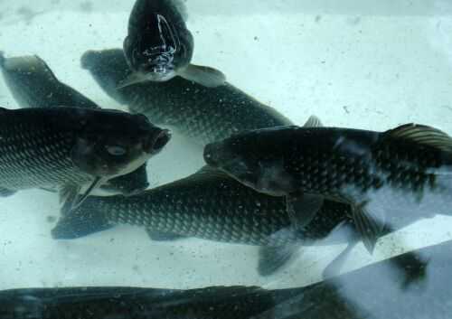 2016鯽魚(yú)養(yǎng)殖前景及市場(chǎng)價(jià)格行情分析