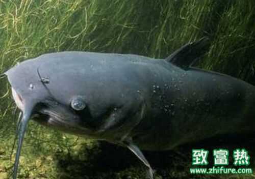 2016養鯰魚賺錢嗎？2016鯰魚養殖前景及市場價格行情分析