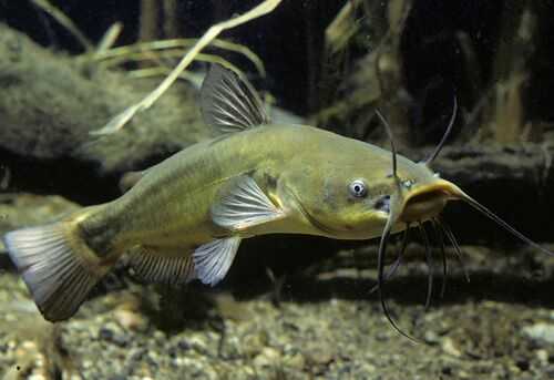 2016養鯰魚賺錢嗎？