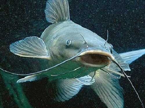 2016鯰魚養殖前景及市場價格行情分析