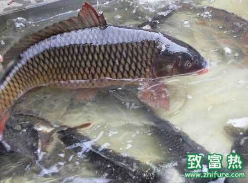 2016養鯉魚賺錢嗎？2016鯉魚養殖前景及市場價格行情分析