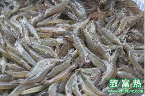 2016養(yǎng)河蝦賺錢嗎？2016河蝦養(yǎng)殖前景及市場價格行情分析