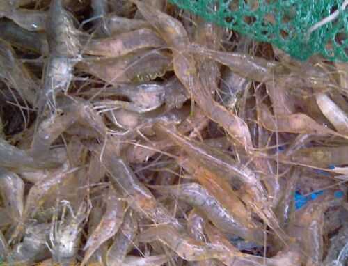 2016河蝦養(yǎng)殖前景及市場價格行情分析