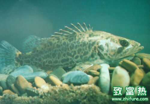 2016養鱖魚賺錢嗎？2016鱖魚養殖前景及市場價格行情分析