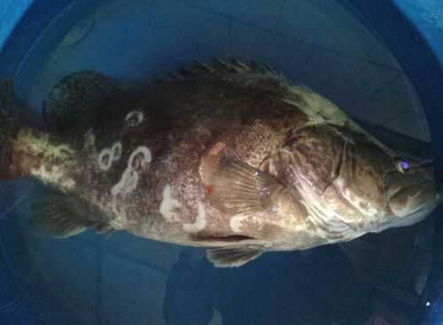 2016養鱖魚賺錢嗎？