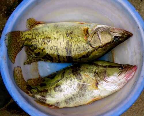 2016鱖魚養殖前景及市場價格行情分析