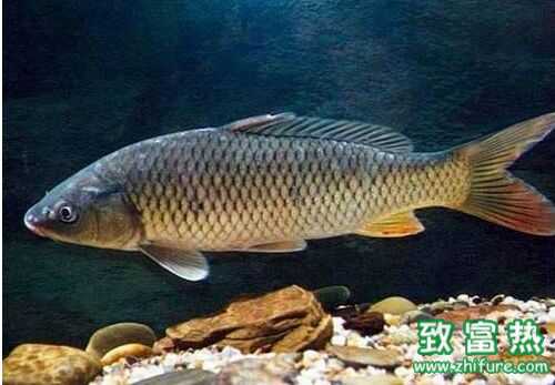 2016養(yǎng)青魚賺錢嗎？2016青魚養(yǎng)殖前景及市場(chǎng)價(jià)格行情分析