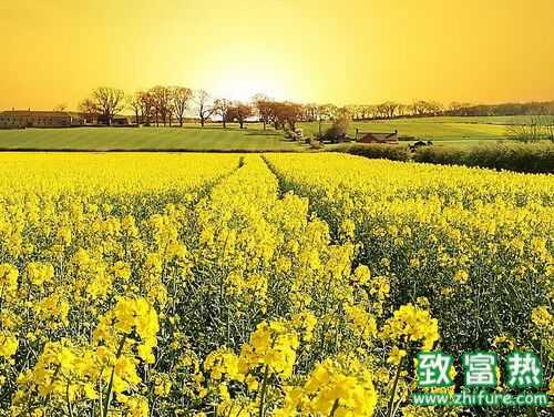 2016五大農村創業方向和項目商機