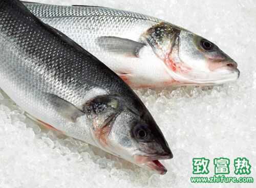 2016養(yǎng)鱸魚賺錢嗎？2016鱸魚養(yǎng)殖前景及市場價格行情分析