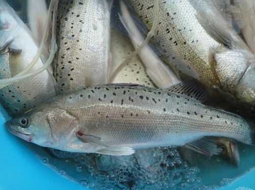 2016養鱸魚賺錢嗎?