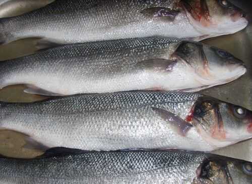 2016鱸魚養殖前景及市場價格行情分析