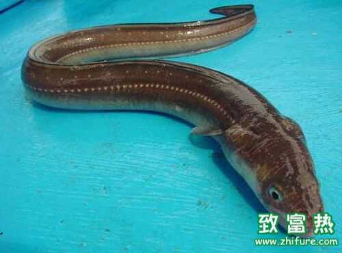 2016養鰻魚賺錢嗎？2016鰻魚養殖前景及市場價格行情分析