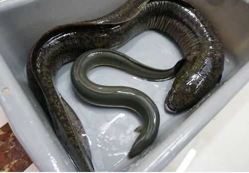 2016鰻魚養(yǎng)殖前景及市場價格行情分析