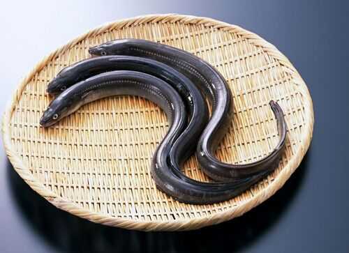 2016養(yǎng)鰻魚賺錢嗎？