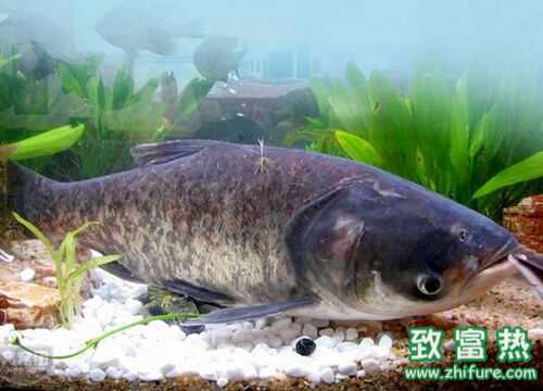 2016養花鰱賺錢嗎？2016花鰱養殖前景及市場價格行情分析