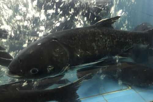 2016養花鰱賺錢嗎？